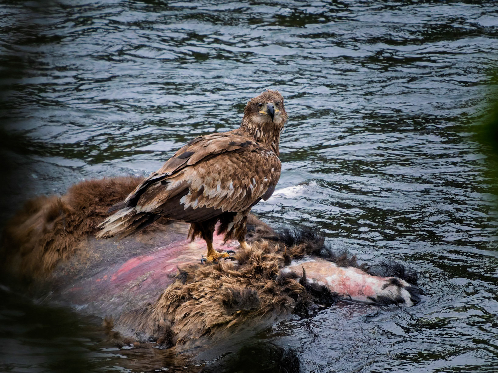 Bald Eagle Festing on Bison Carcass Yellowstone NP