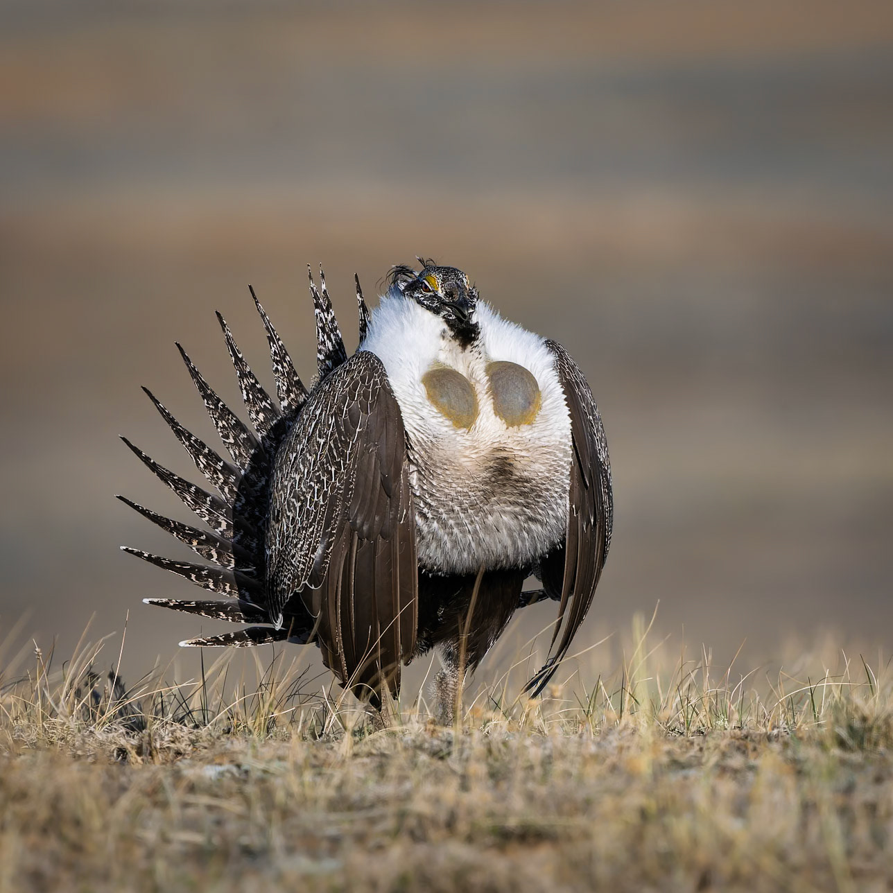 Sage Grouse