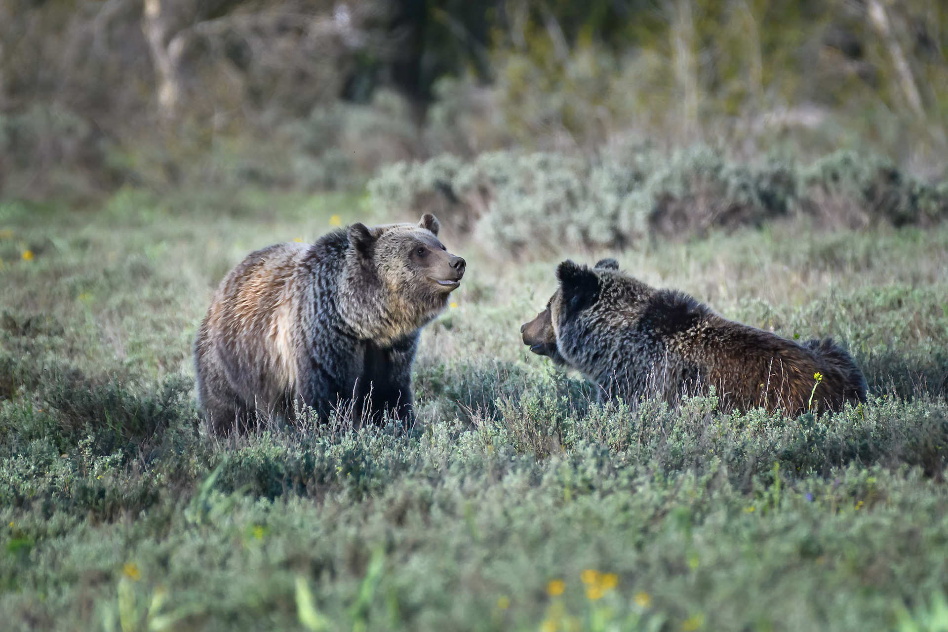 Three year old Grizzly bear siblings