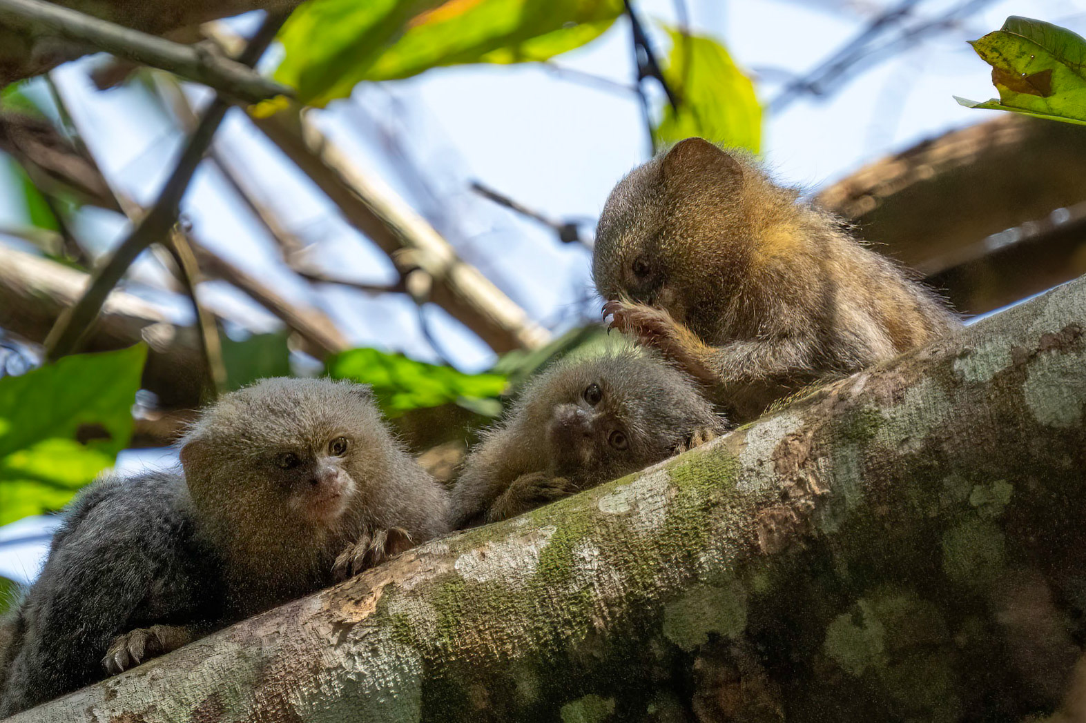  Pygmy Marmoset