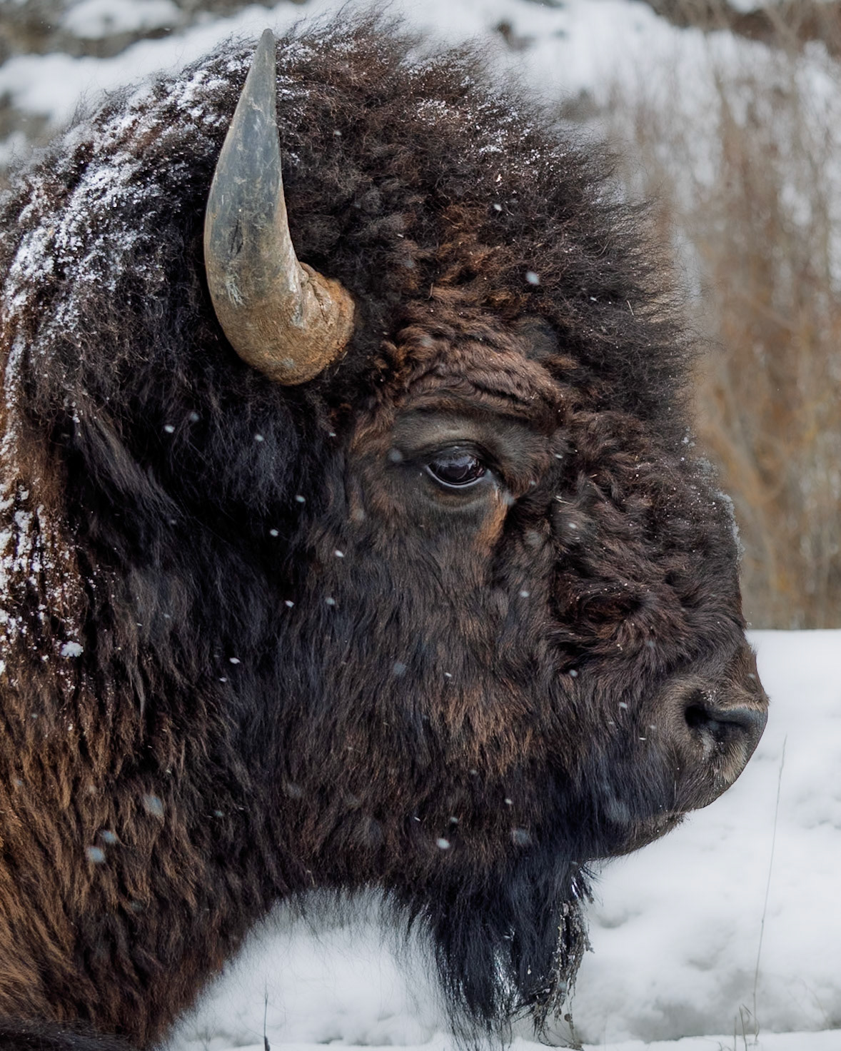Bison Yellowstone National Park