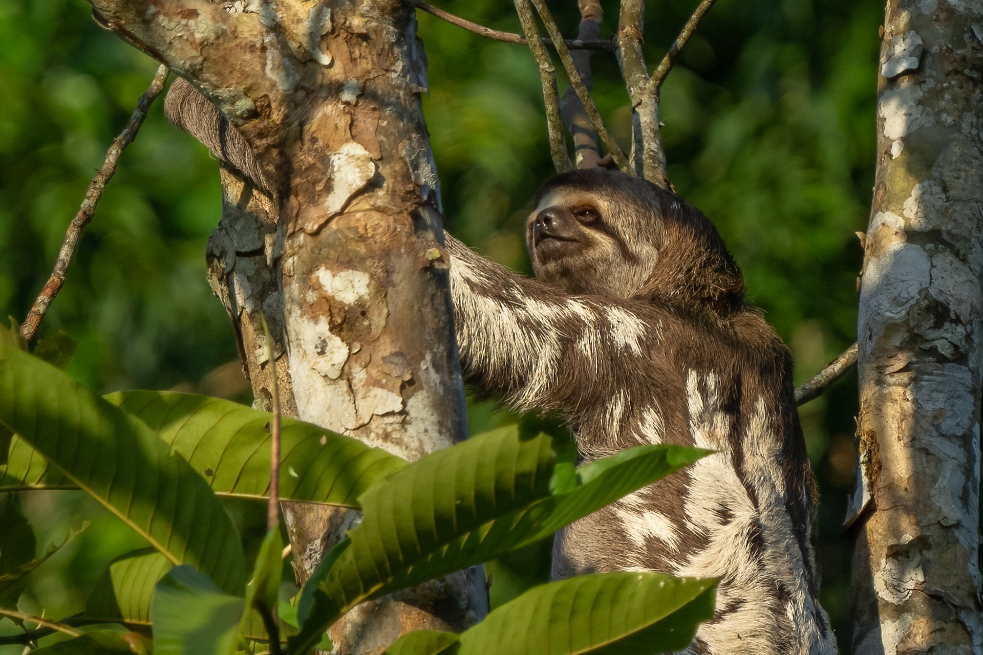 Three Toed Sloth
