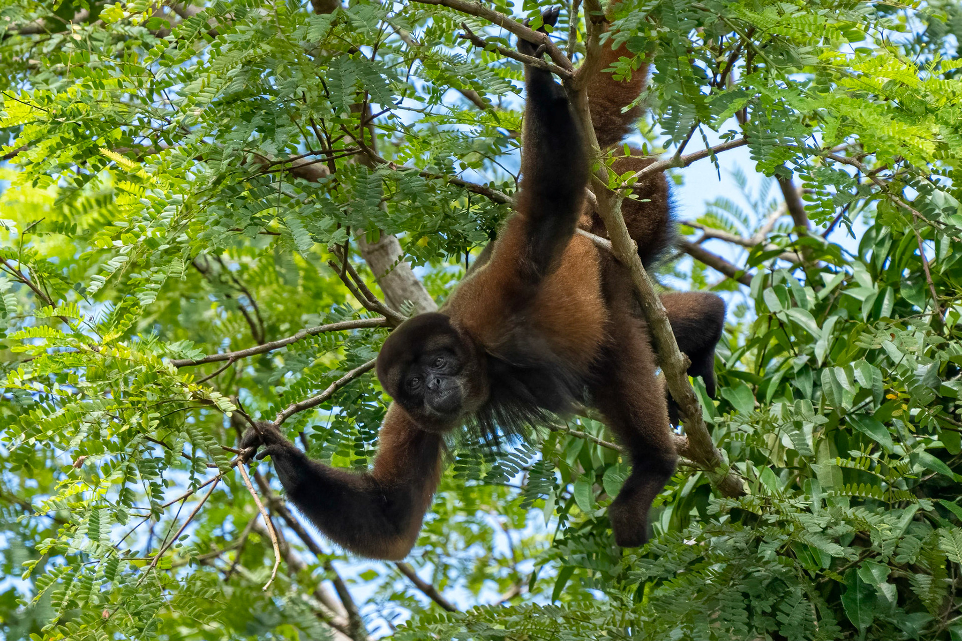 Wooley Monkey