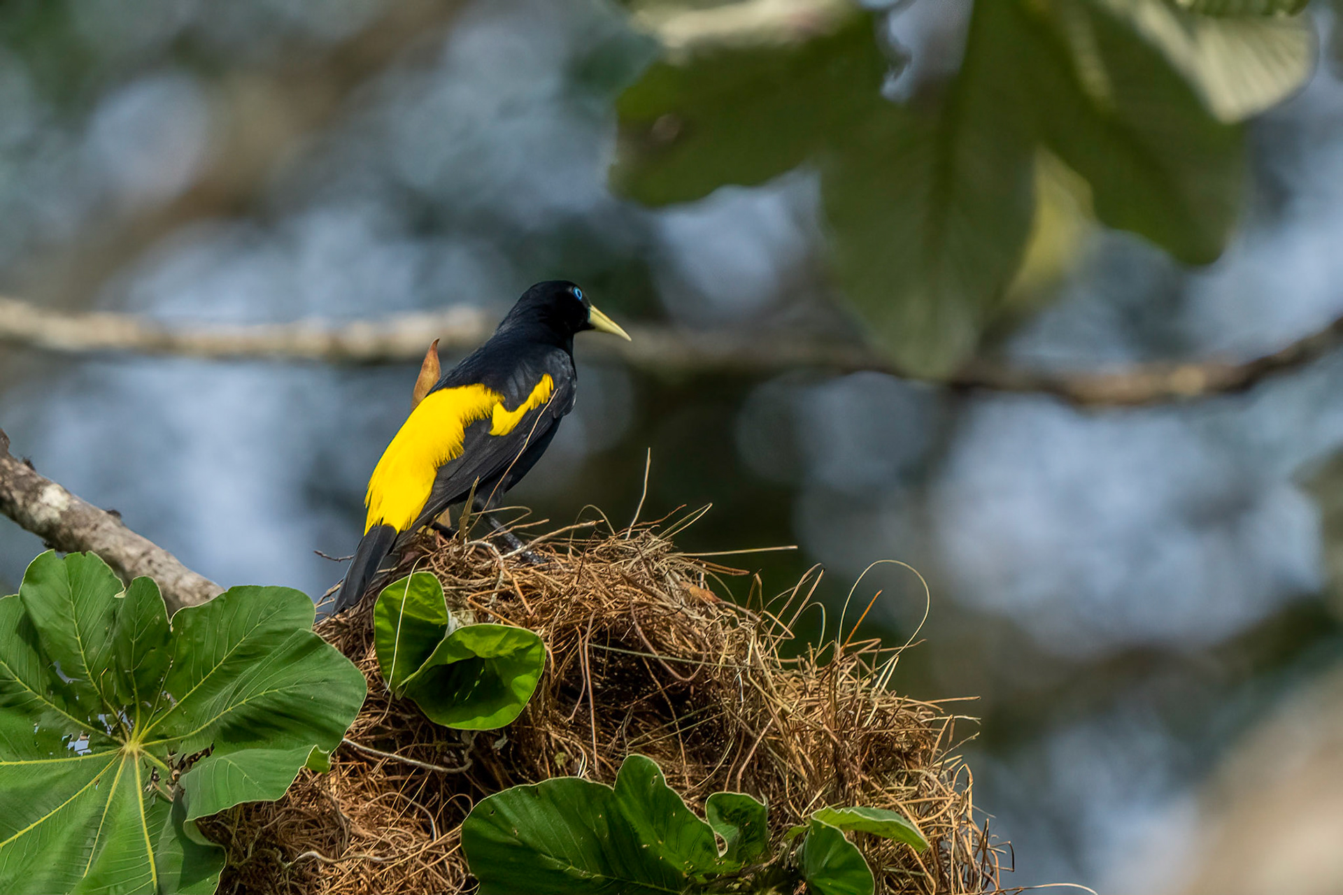 Yellow-Rumped Oropendola
