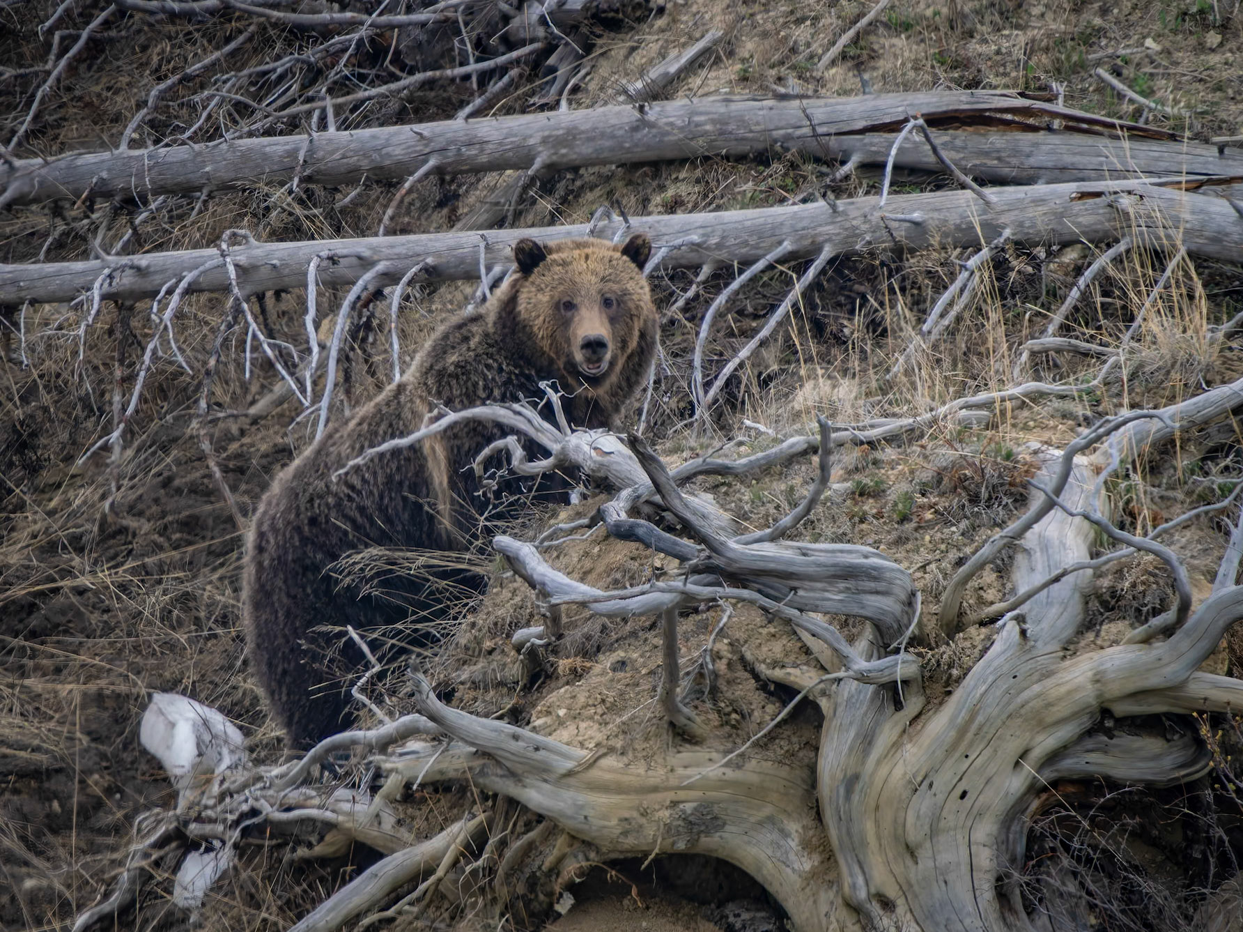 Grizzly Bear Yellowstone National Park