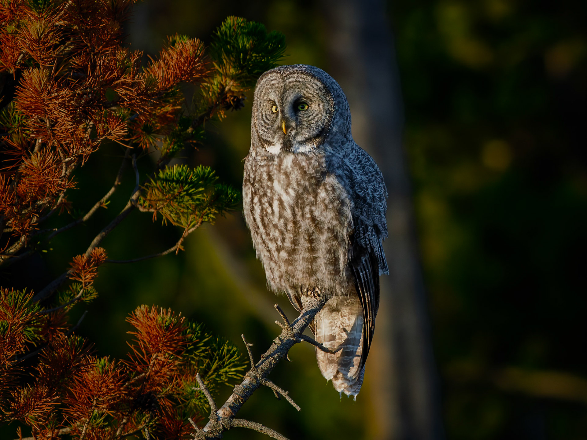 Great Grey Owl