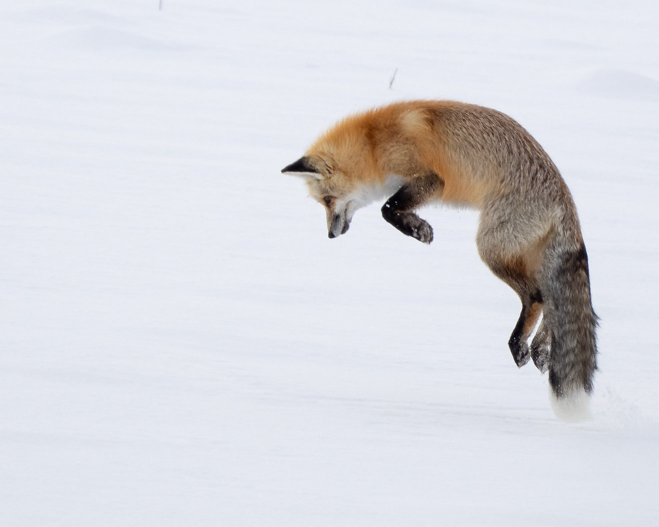 Fox