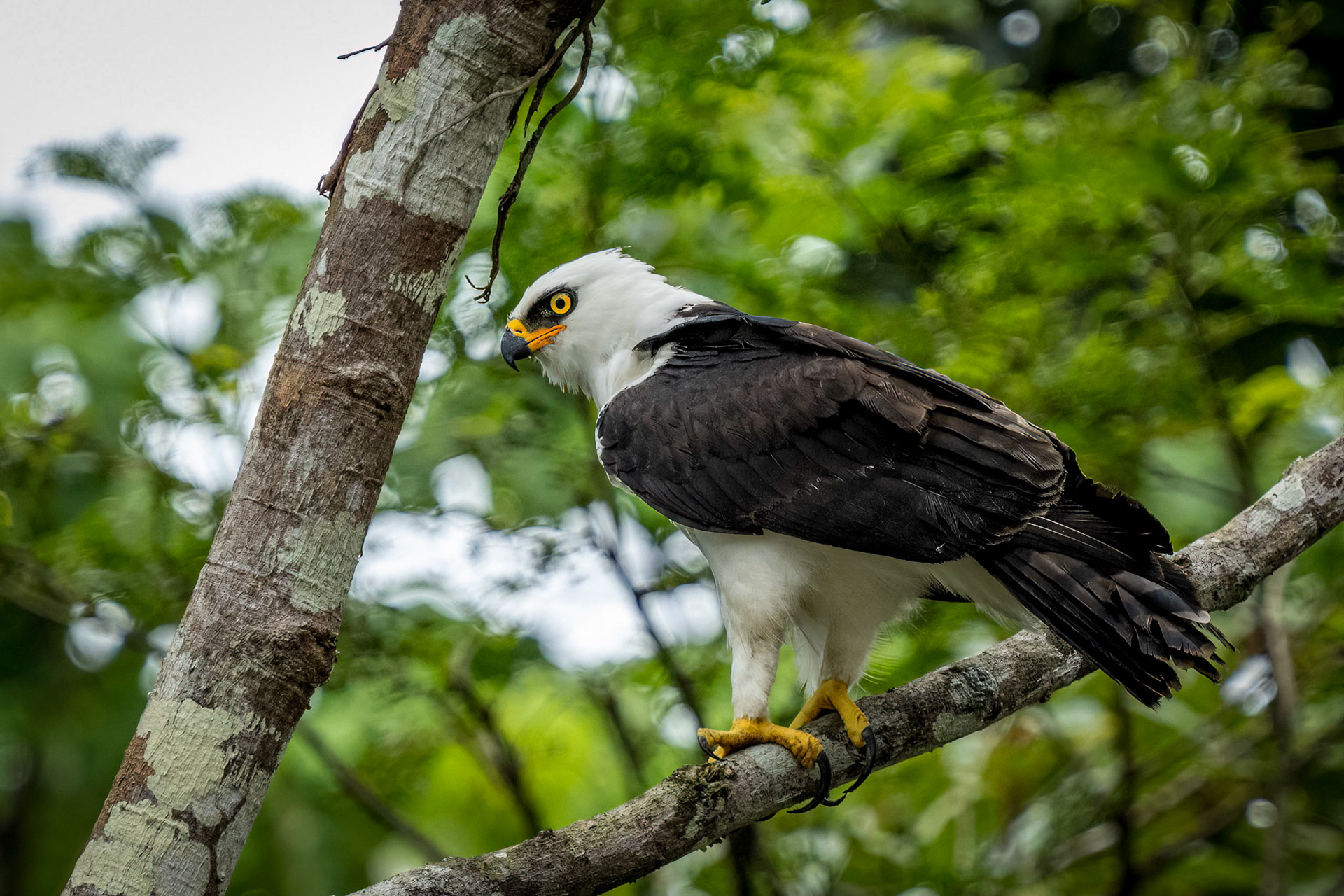 Black & White Hawk Eagle
