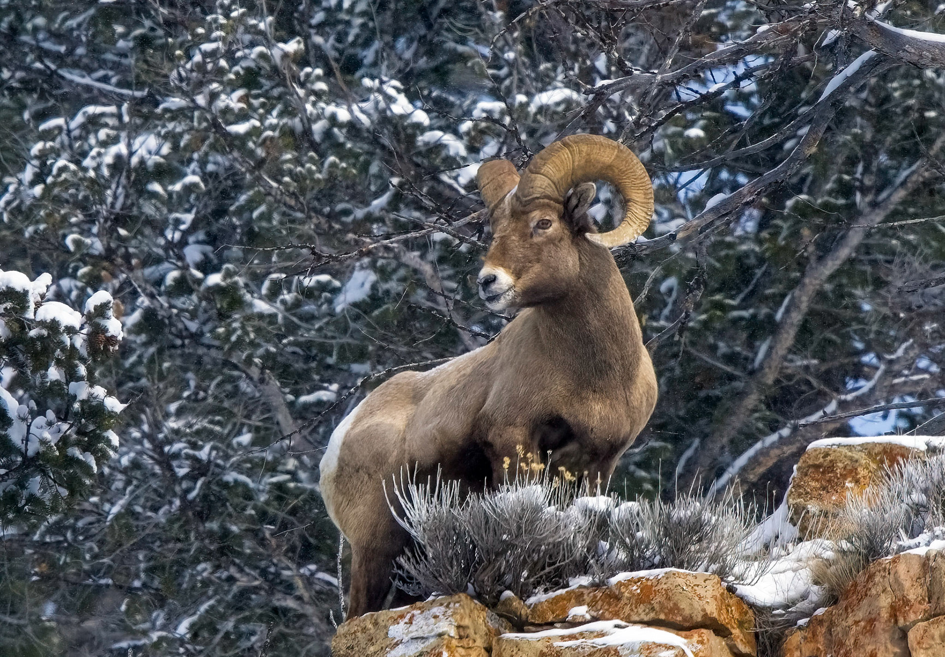 Big Horn Sheep Ram