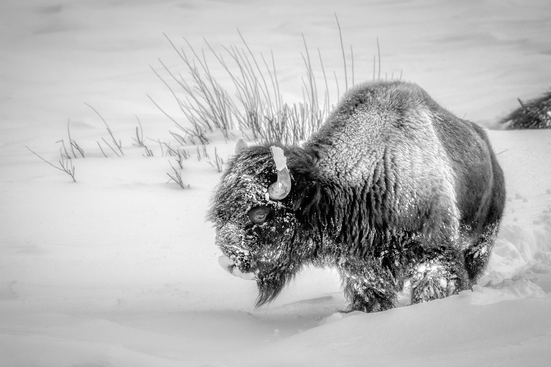 Yellowstone Bison