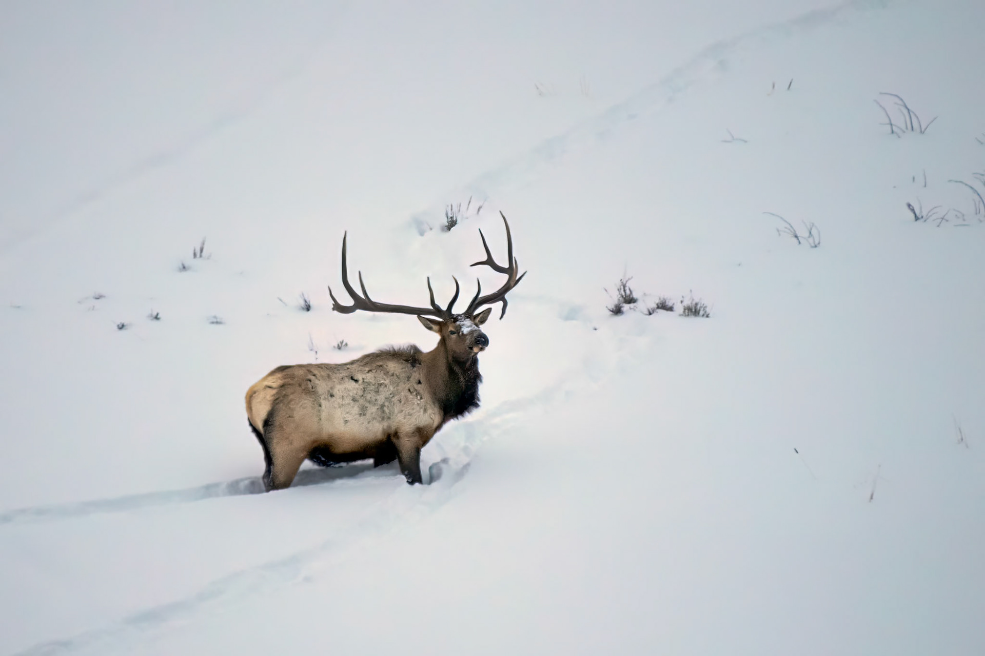 Bull Elk