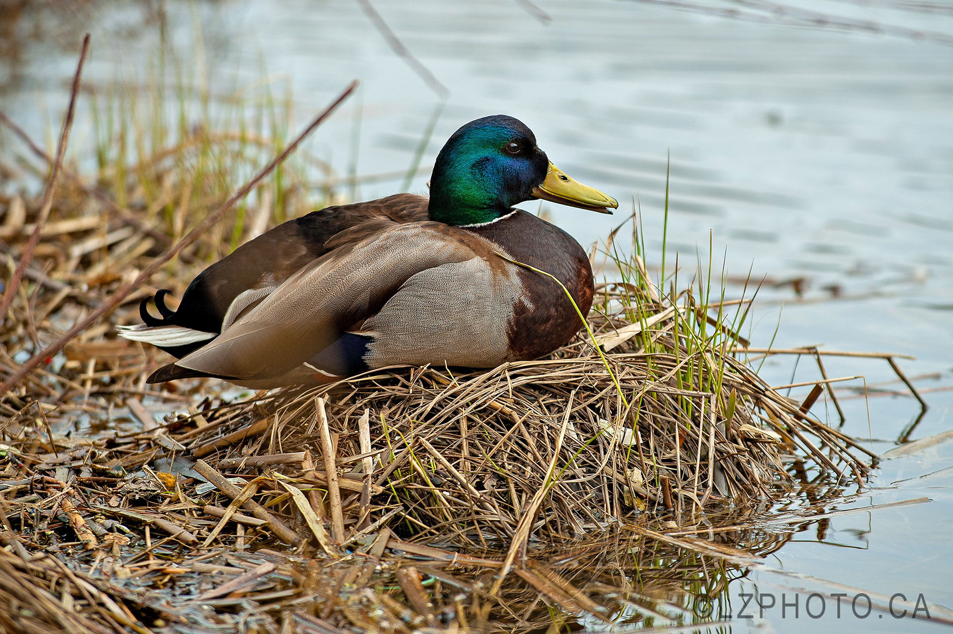 mallard duck