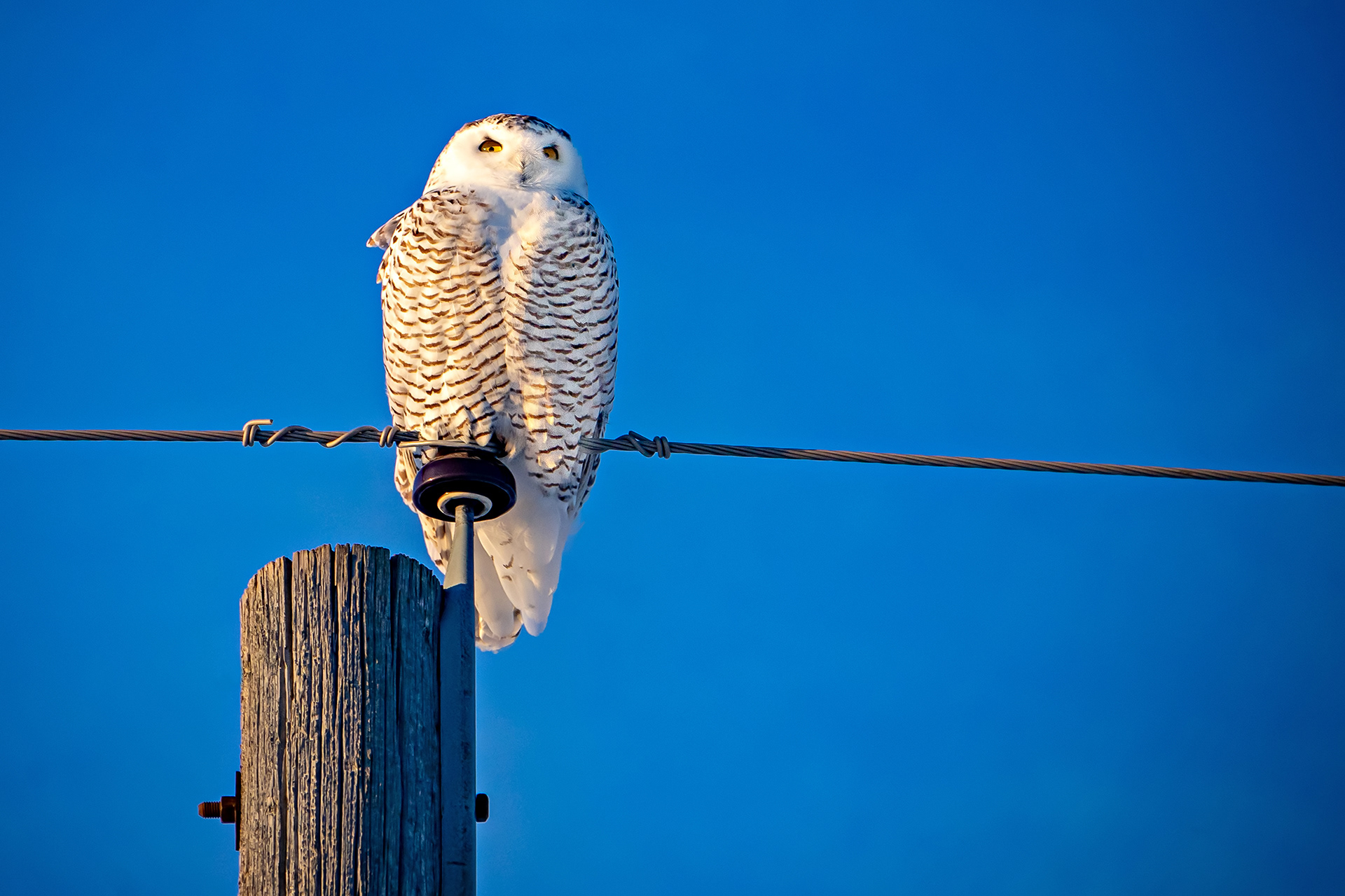 snow owl