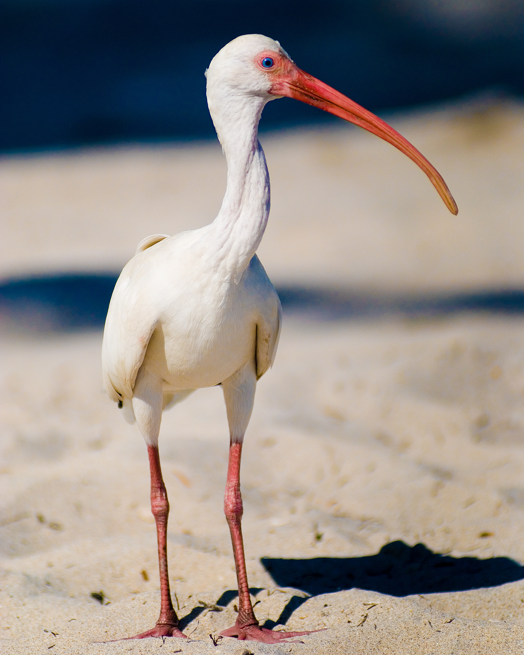 heron