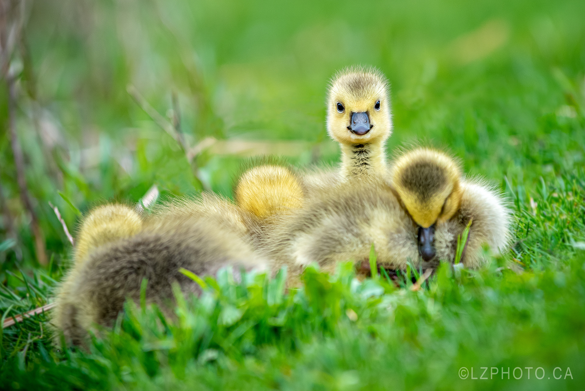 canada geese