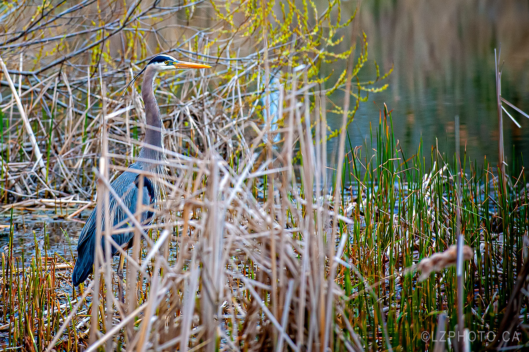 heron