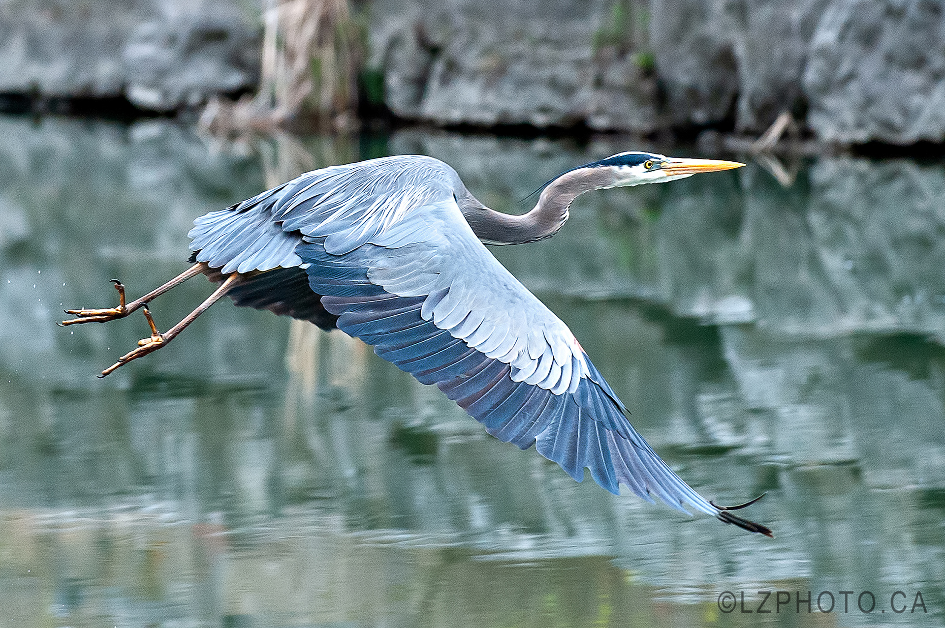 heron