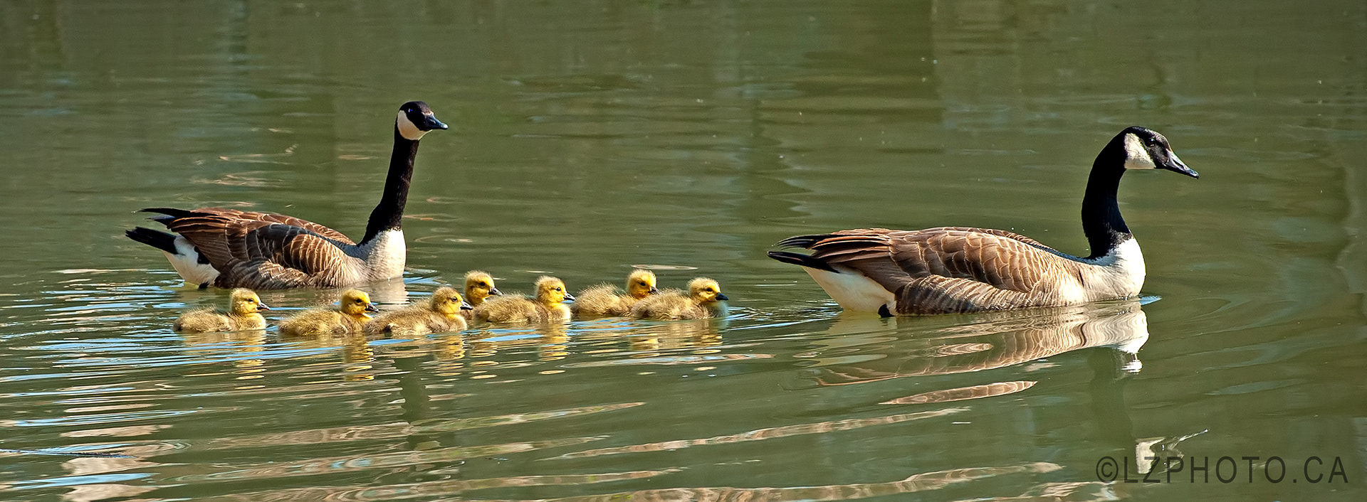 canada geese