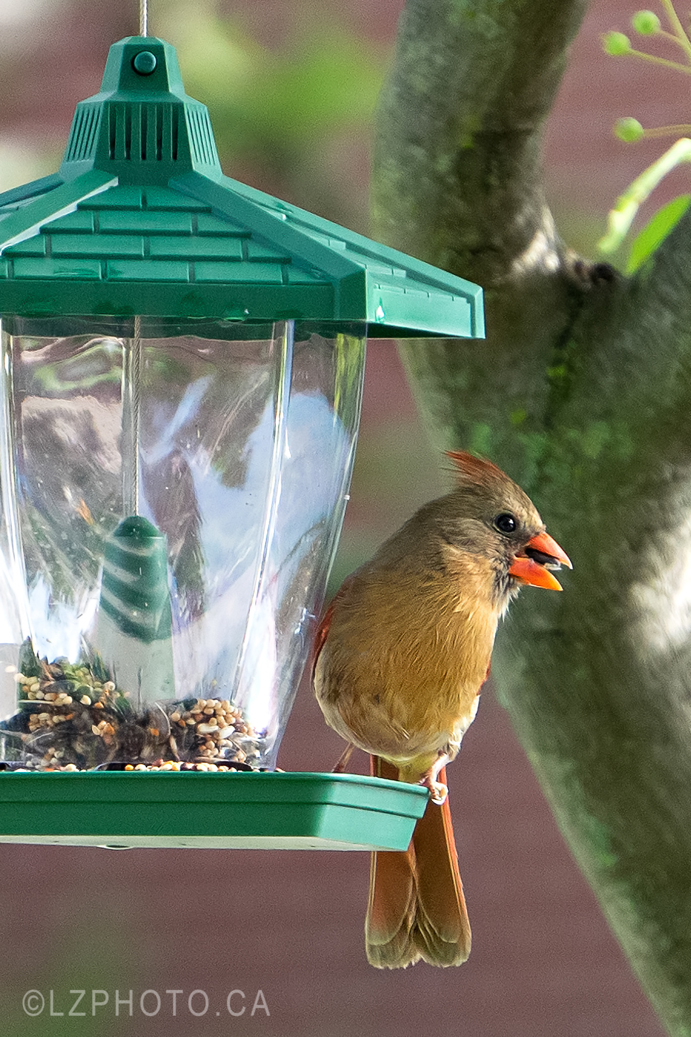 cardinal