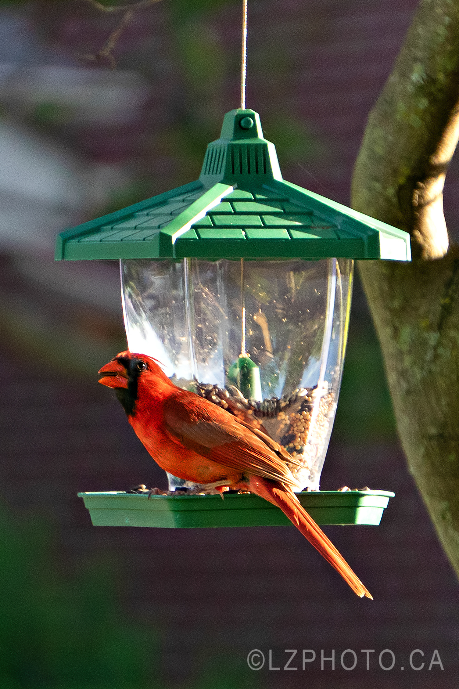 cardinal