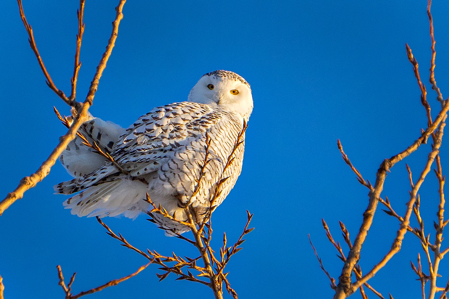 snow owl