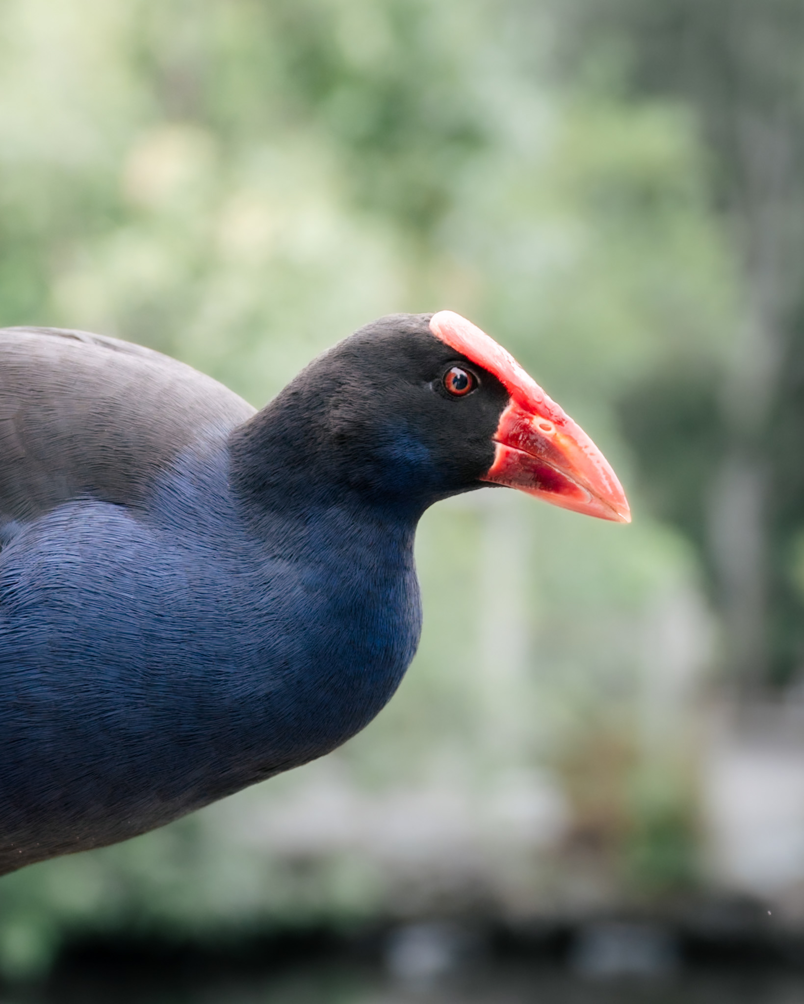 Pūkeko, 2026