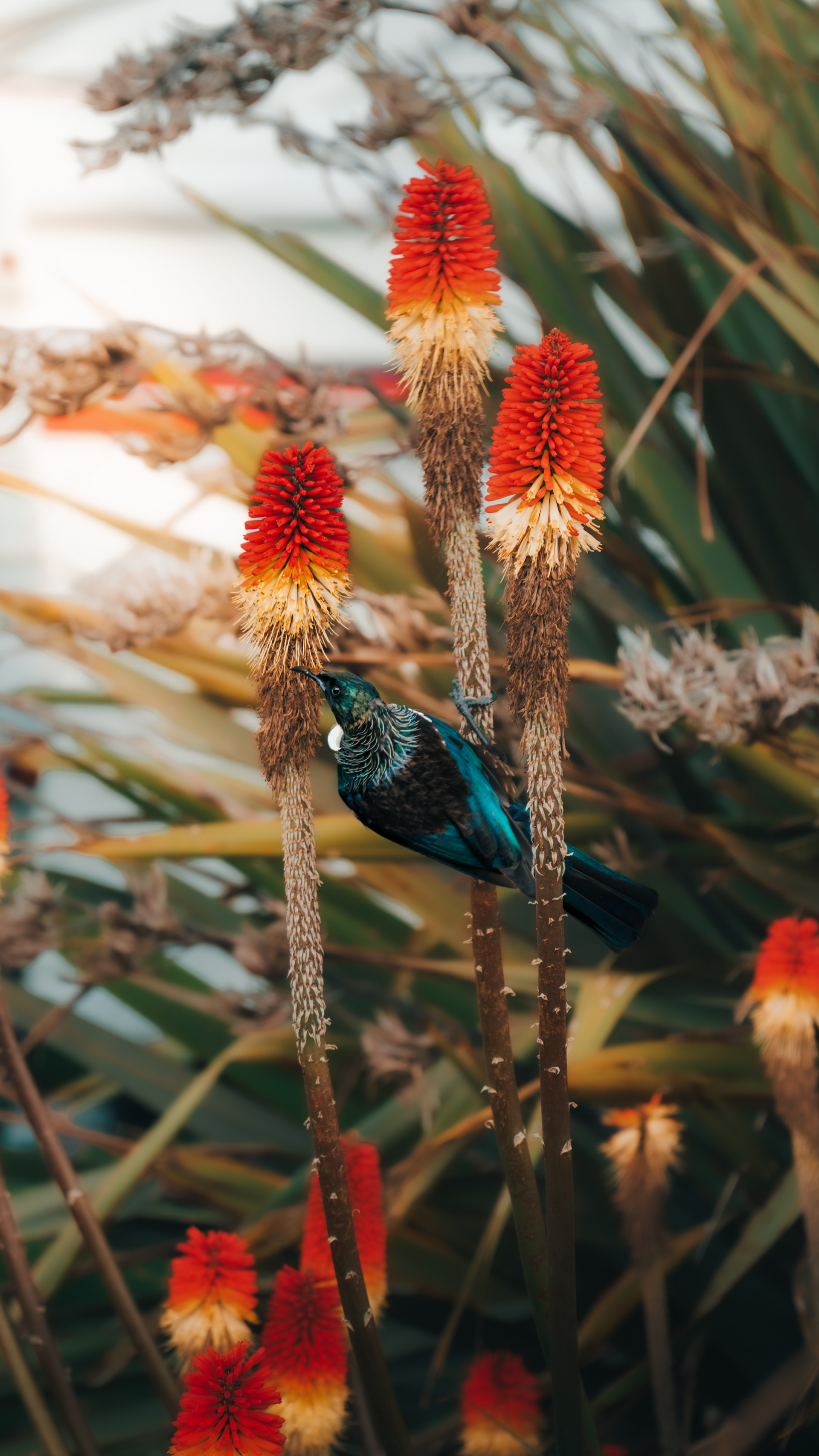 The Iridescent Guest, 2026