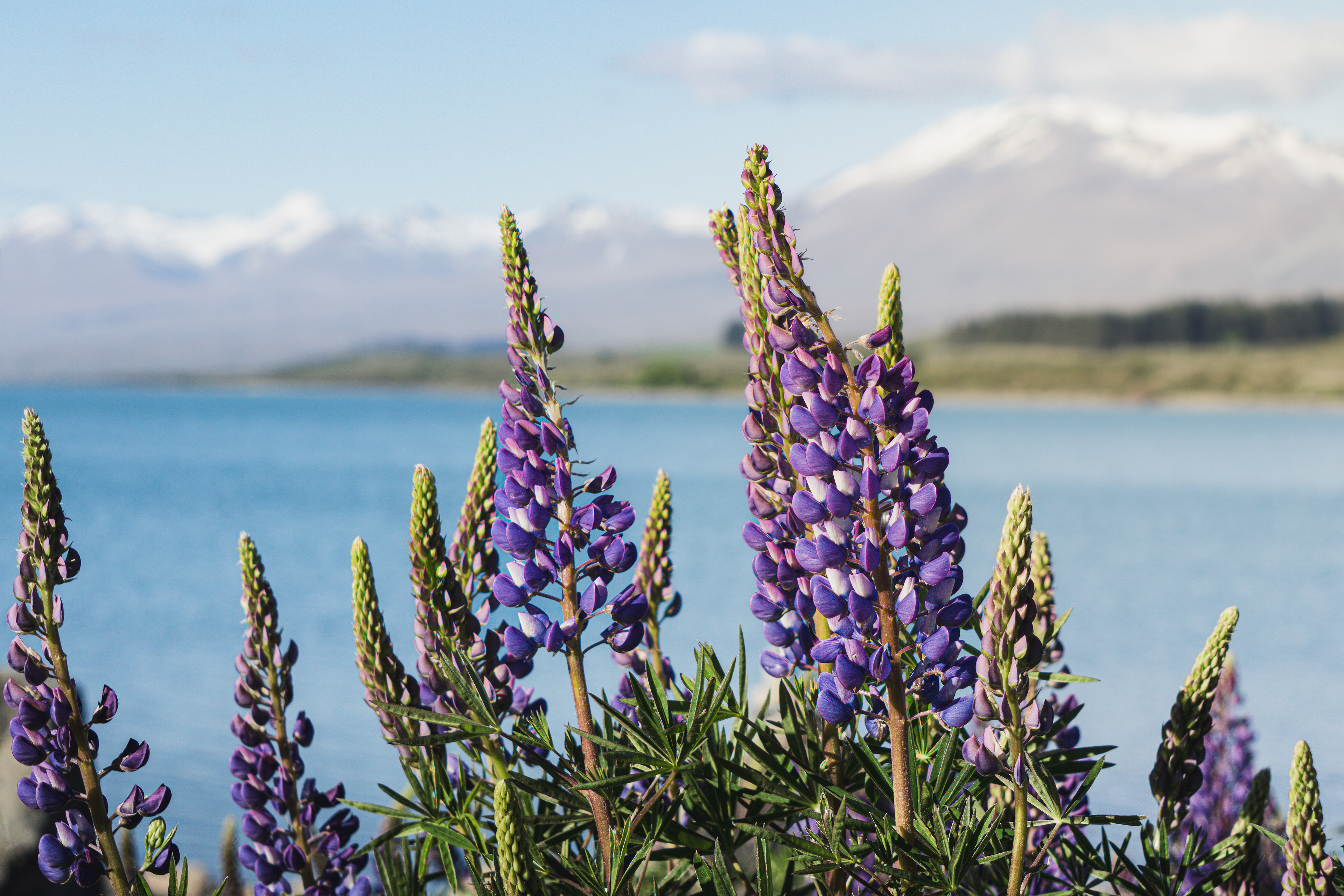 Framed By Lupins, 2025