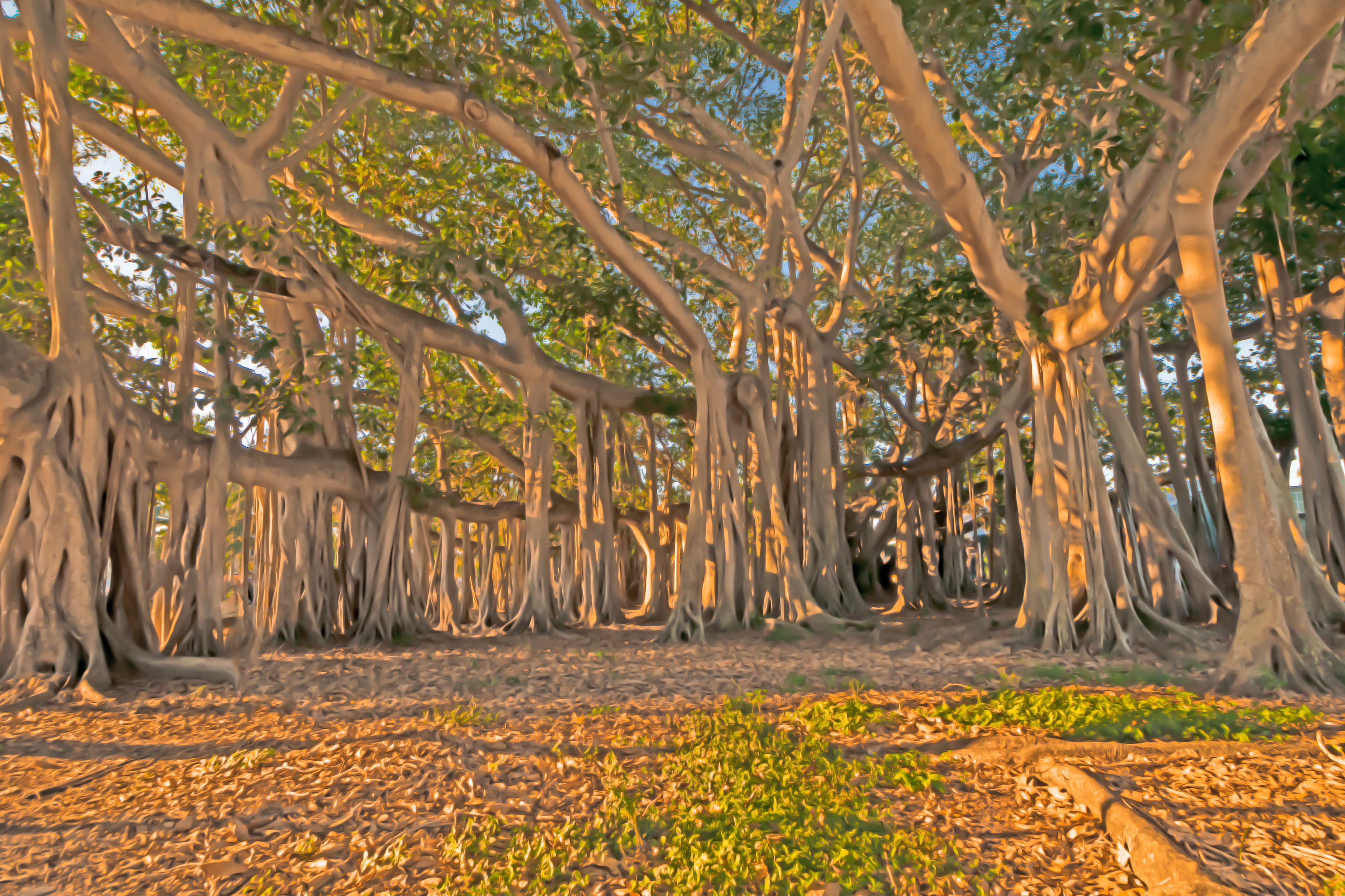 Edison Home, Fort Myers, Florda