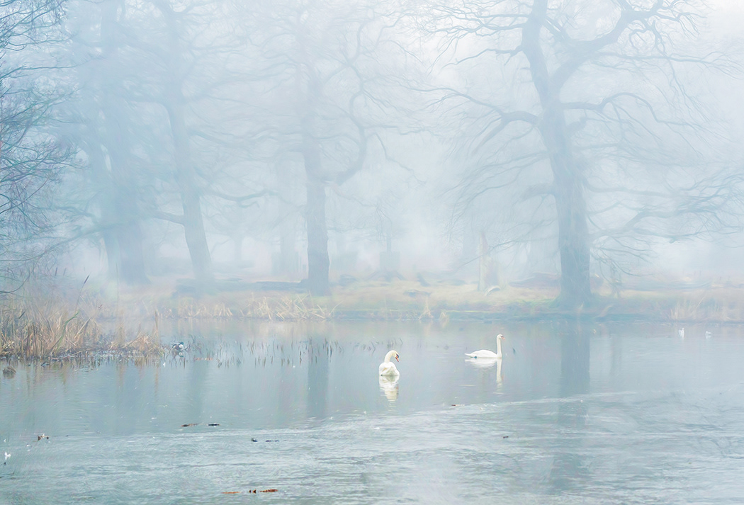 Misty Morning Dunham