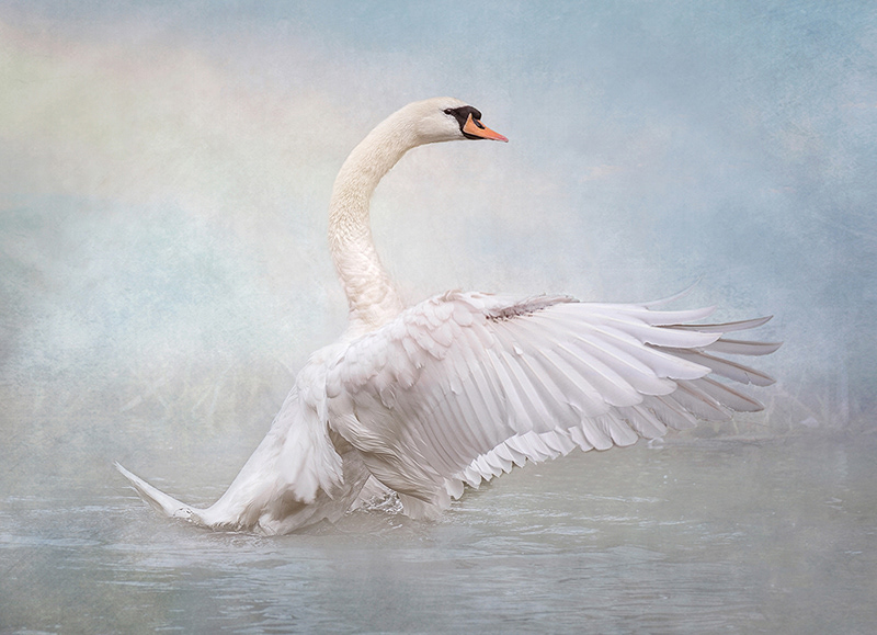 Swan