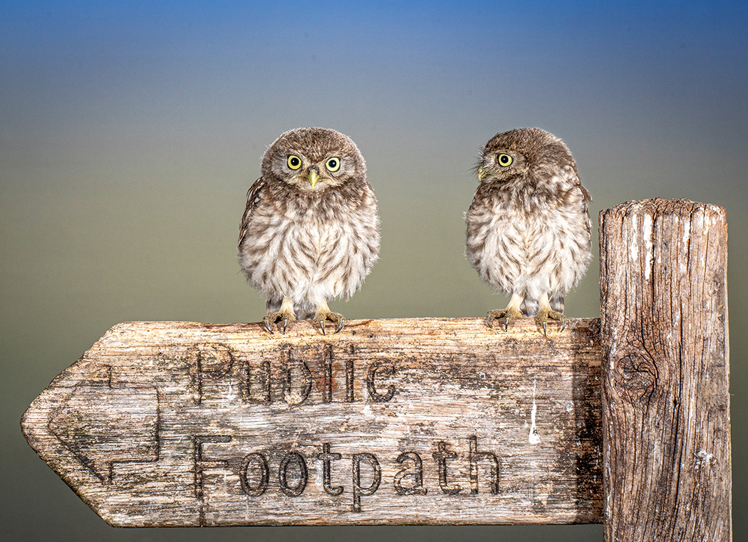 Juvenile Little Owl