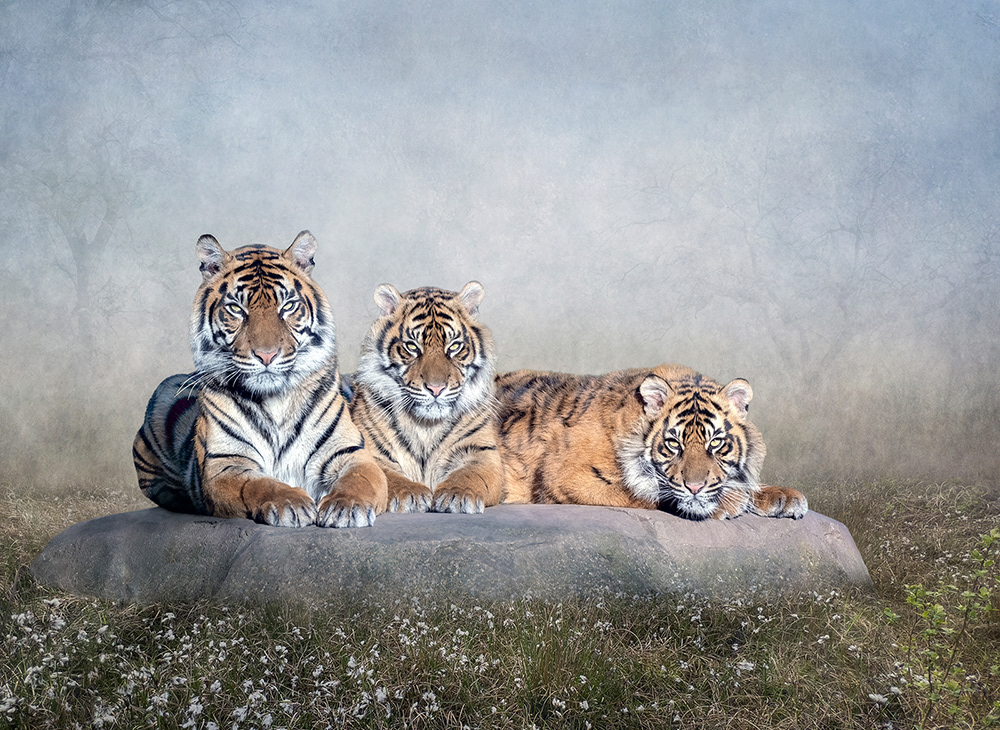 Tiger Mum and Cubs