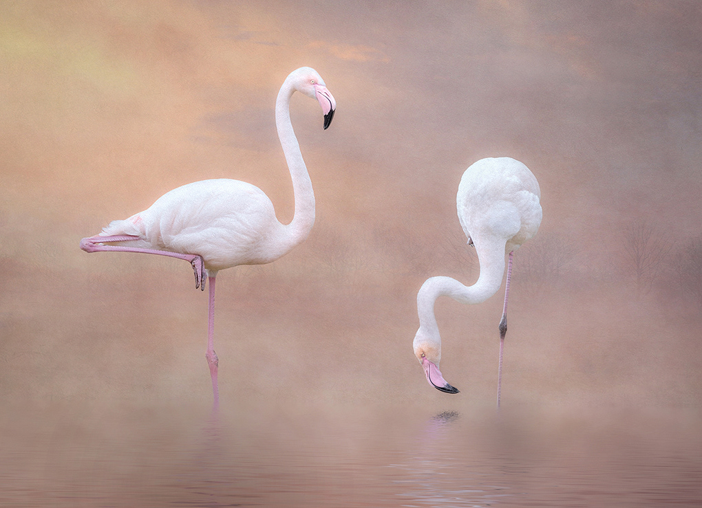 Pretty in Pink