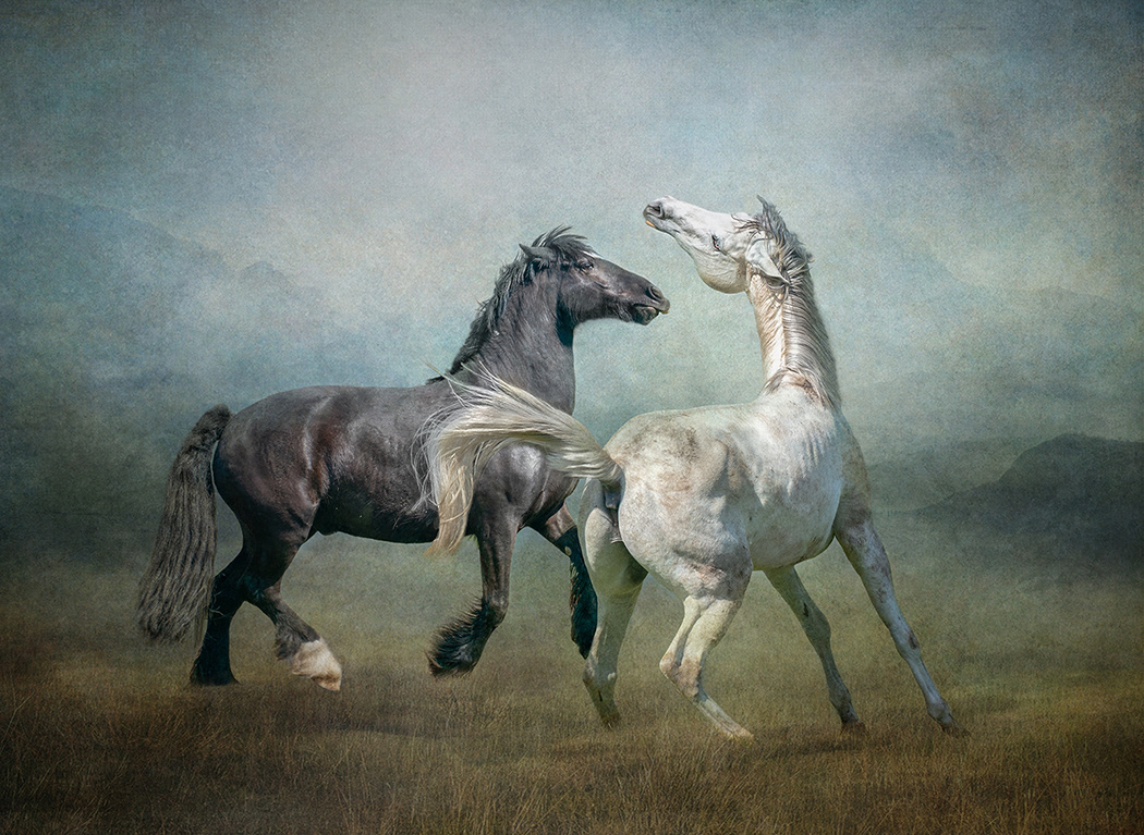 Horse Play