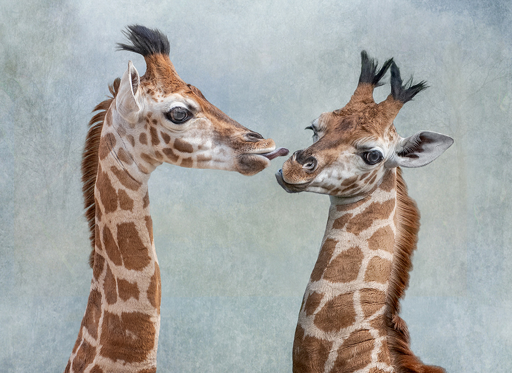 Giraffe Kisses