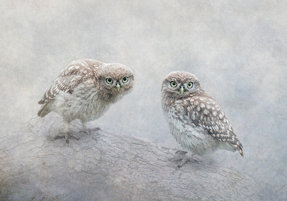 Curious Owlets