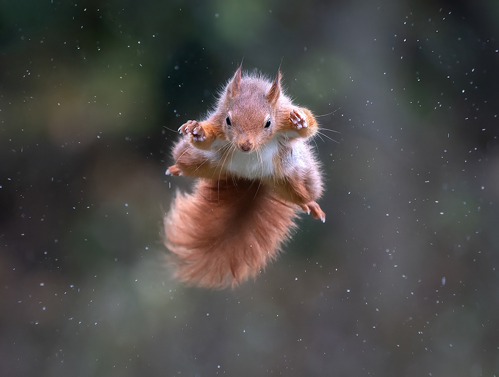 Red Squirrel