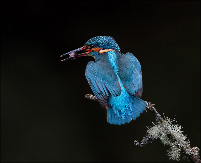 Male Kingfisher