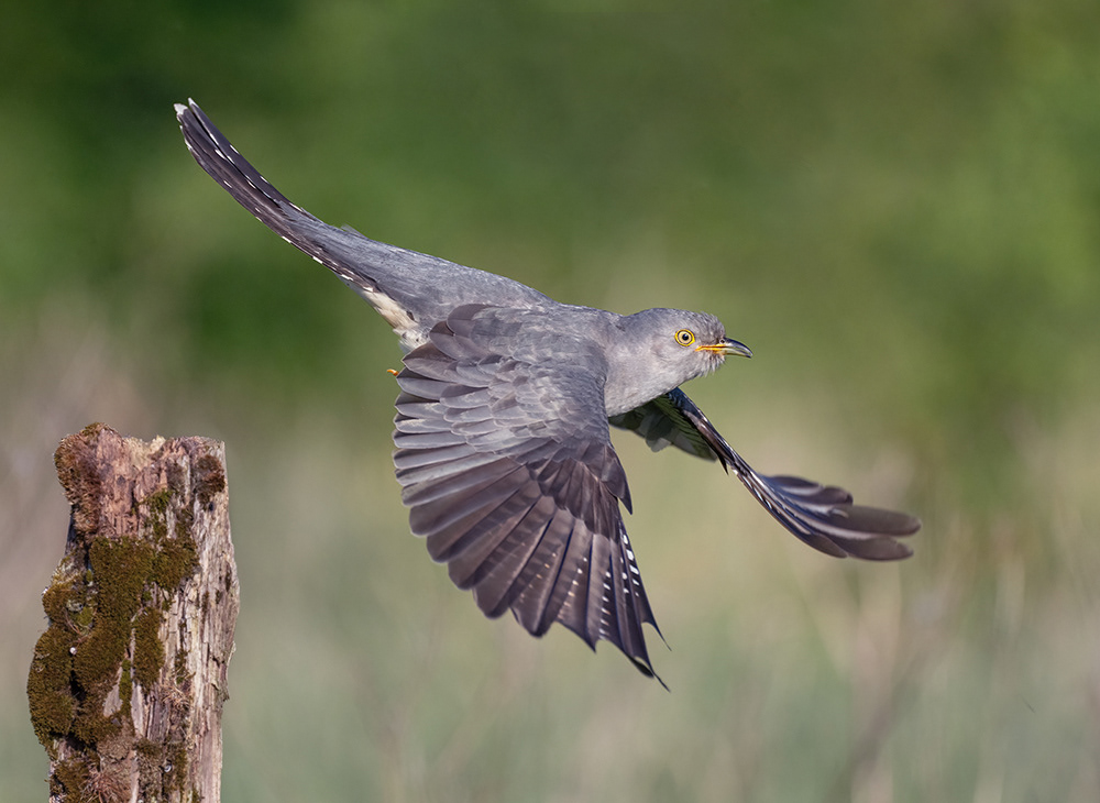 Male Cuckoo