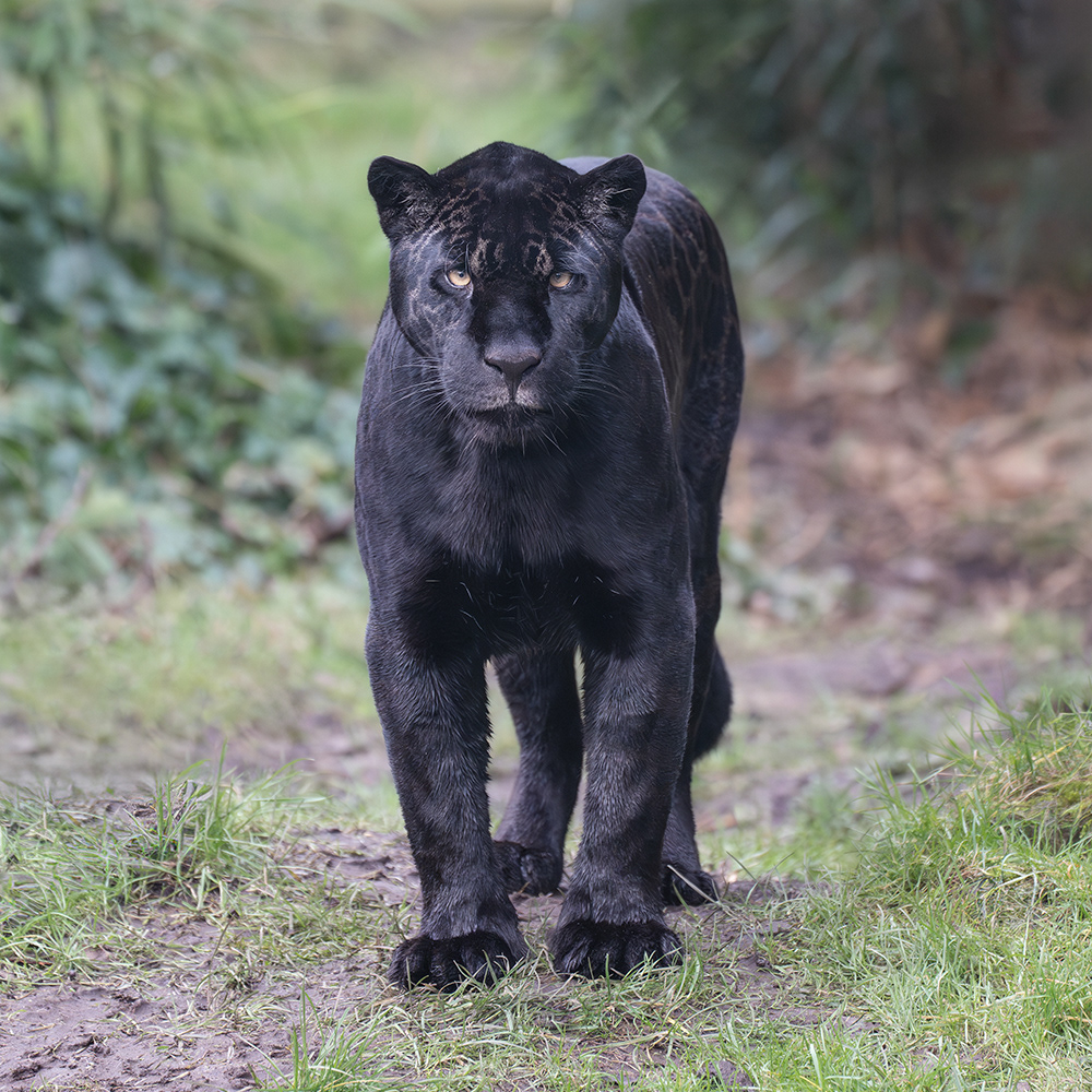Female Jaguar