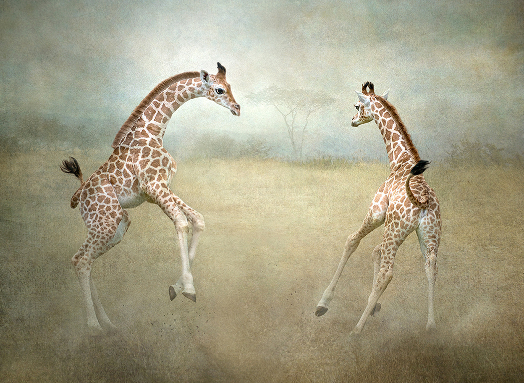 Young Giraffes Playing