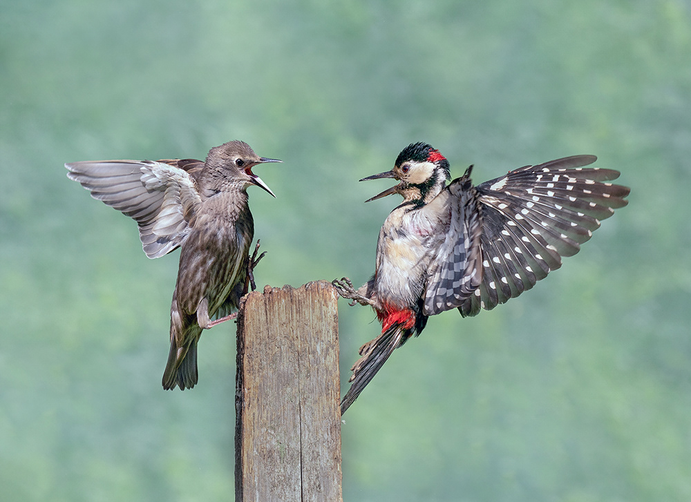 Starling Woodpecker Dispute