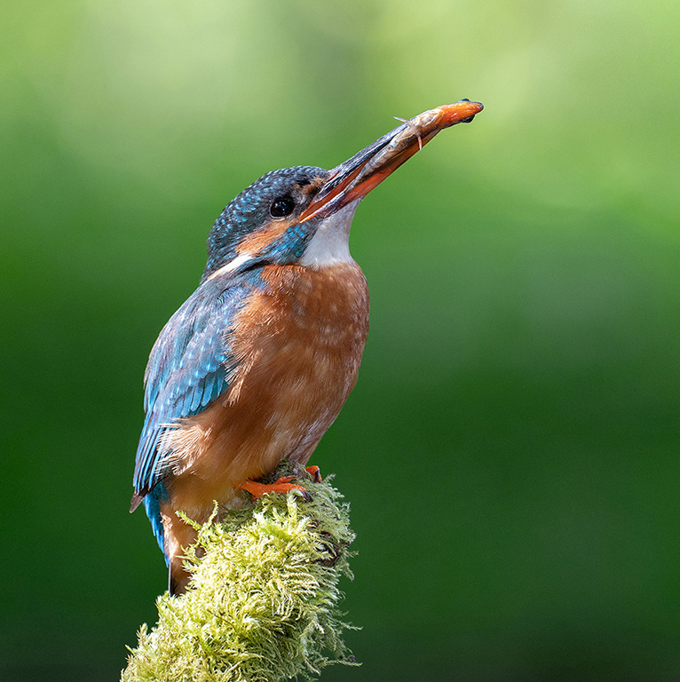 Female Kingfisher