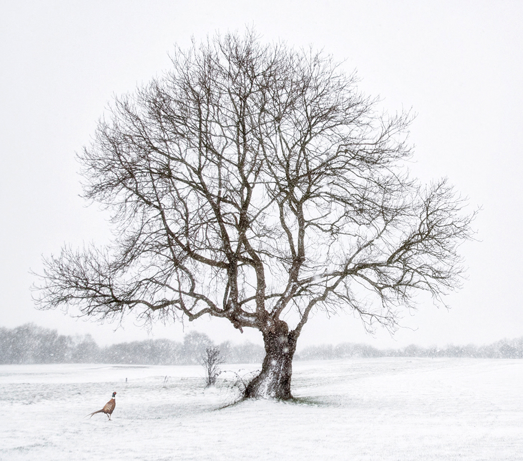 Pheasant in the Snow
