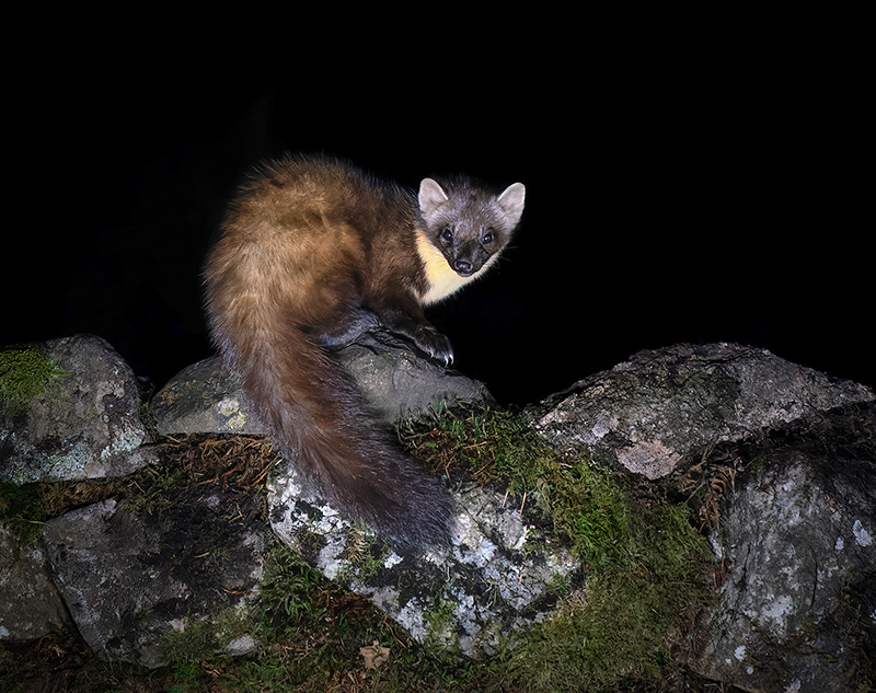 Pine Marten