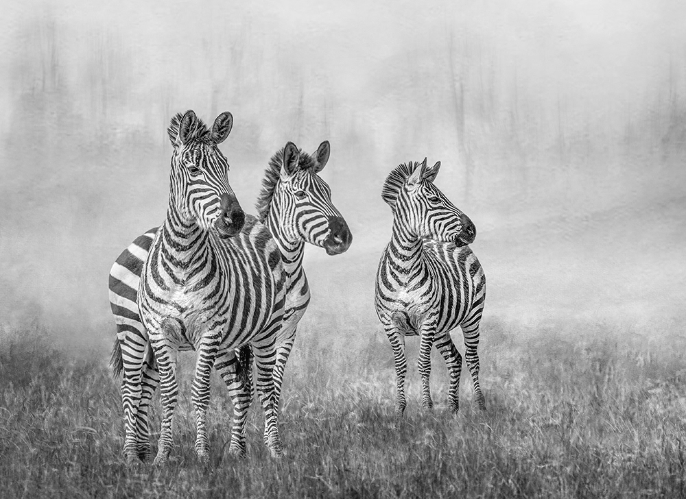Three Zebra