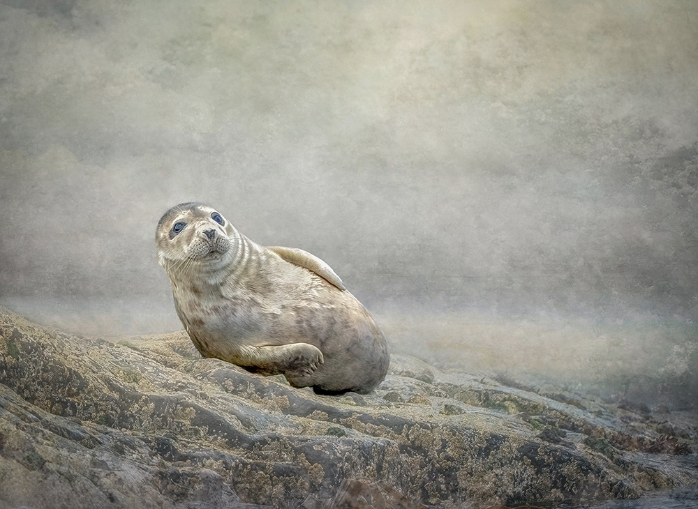 Lonely Seal Pup