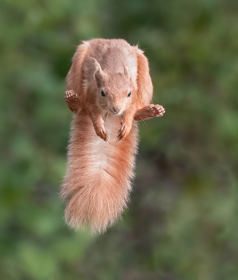 Airborne Squirrel