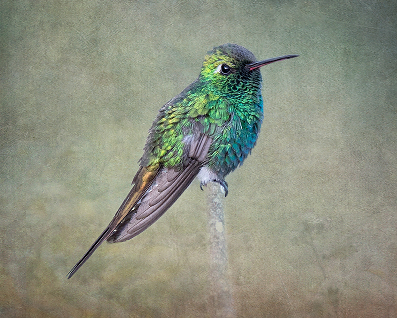 Cuban Emerald